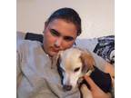 Experienced Pet Sitter in Hanford, CA $16/Hr - Trustworthy Care for Your Beloved