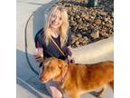 Experienced and Reliable Sitter in Rapid City, SD Affordable Rates