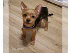 Yorkshire Terrier PUPPY FOR SALE ADN-845963 - AKC Yorkshire Terrier