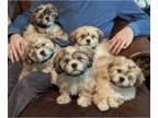 Shih Apso-Shih Tzu Mix PUPPY FOR SALE ADN-845962 - 6 Shih Tzu Lhasa Apso Puppies