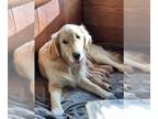 Golden Retriever PUPPY FOR SALE ADN-845958 - Georgias Golden 11