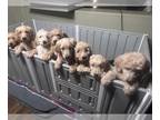 Goldendoodle PUPPY FOR SALE ADN-845957 - Goldendoodle puppies