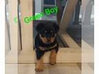 Rottweiler PUPPY FOR SALE ADN-845947 - AkC Rottweiler Puppies