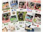 French Bulldog PUPPY FOR SALE ADN-845945 - AKC French Bulldog