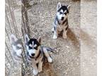 Siberian Husky PUPPY FOR SALE ADN-845939 - SIBERIAN HUSKY PUPPIES