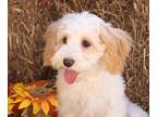Cavapoo PUPPY FOR SALE ADN-845809 - Jasper