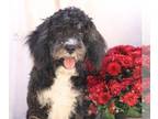 Cavapoo PUPPY FOR SALE ADN-845804 - Jay