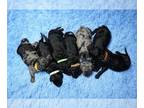 Goldendoodle PUPPY FOR SALE ADN-845938 - Well Socialized And Trained