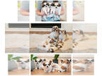 Shih Tzu PUPPY FOR SALE ADN-845927 - Shih Tzu Christmas litter
