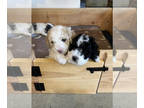 Maltipoo PUPPY FOR SALE ADN-845921 - Darling Maltipoos