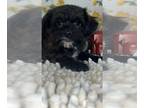 Peke-A-Poo PUPPY FOR SALE ADN-845916 - Boy peekapoo puppy