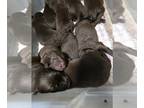 Labrador Retriever PUPPY FOR SALE ADN-845913 - Purebred Chocolate Labrador
