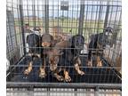 Doberman Pinscher PUPPY FOR SALE ADN-845902 - Doberman Puppies