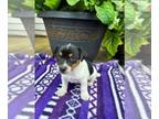 Rat Terrier PUPPY FOR SALE ADN-845882 - Rat Terrier For Sale Tampico IL