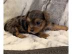Yorkshire Terrier PUPPY FOR SALE ADN-845881 - Tiny registered teacup male Yorkie