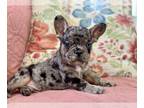 French Bulldog PUPPY FOR SALE ADN-845868 - Rocky