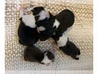 Boston Terrier PUPPY FOR SALE ADN-845847 - Puppies ready to go November 26 2024
