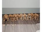 Golden Retriever PUPPY FOR SALE ADN-845835 - Golden Retriever Puppies