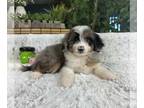 Aussiedoodle Miniature PUPPY FOR SALE ADN-845814 - Mini Aussiedoodle Puppy