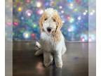Goldendoodle-Poodle (Standard) Mix PUPPY FOR SALE ADN-845813 - F1b Goldendoodle