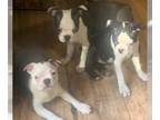 Boston Terrier PUPPY FOR SALE ADN-845799 - 4 Boston terrier puppies