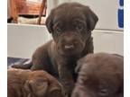 Labrador Retriever PUPPY FOR SALE ADN-845798 - Labrador RetrieversAKC