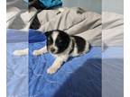 Pomeranian PUPPY FOR SALE ADN-845940 - Molly panda babies