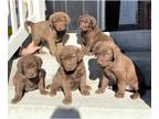 Chesapeake Bay Retriever PUPPY FOR SALE ADN-845937 - AKC Chesapeake bay