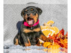 Rottweiler PUPPY FOR SALE ADN-845936 - Beautiful AKC Rottweiler Puppies