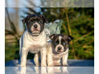 Boston Terrier-Jack Russell Terrier Mix PUPPY FOR SALE ADN-845929 - Adorable