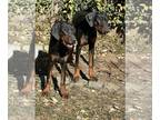 Doberman Pinscher PUPPY FOR SALE ADN-845928 - 2 handsome boys