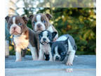 Boston Terrier PUPPY FOR SALE ADN-845926 - Sweet Boston Terrier Puppies