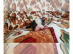 Boston Terrier PUPPY FOR SALE ADN-845925 - Hanna