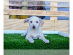 Jack Russell Terrier-Pomsky Mix PUPPY FOR SALE ADN-845924 - Sweet Jack Russel