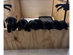 German Shorthaired Lab PUPPY FOR SALE ADN-845920 - Lab mixed with German
