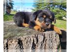 Rottweiler PUPPY FOR SALE ADN-845836 - Akc Rottweiler