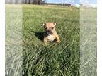 American Bully PUPPY FOR SALE ADN-845802 - Pocket bully puppies