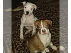 American Pit Bull Terrier PUPPY FOR SALE ADN-845960 - EbonyIvory