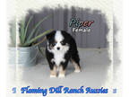Miniature Australian Shepherd PUPPY FOR SALE ADN-845955 - Piper Toy Black Tri