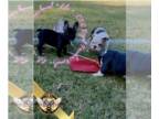 French Bulldog PUPPY FOR SALE ADN-845943 - Lilo AKC French Bulldog LAST FEMALE