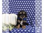 Poovanese PUPPY FOR SALE ADN-845935 - Adorable Havapoo Puppy