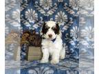 Cock-A-Poo PUPPY FOR SALE ADN-845932 - Adorable Mini Cockapoo Puppy