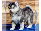 Pomsky PUPPY FOR SALE ADN-845919 - Silver I