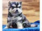 Pomsky PUPPY FOR SALE ADN-845918 - Moon