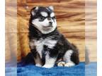 Pomsky PUPPY FOR SALE ADN-845917 - Midnite