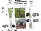 French Bulldog PUPPY FOR SALE ADN-845905 - Adorable French Bulldog Girl Puppy