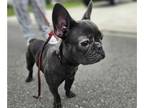 French Bulldog PUPPY FOR SALE ADN-845899 - Looking for a loyal companion with an