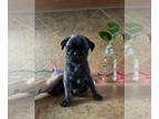 Pug PUPPY FOR SALE ADN-845898 - PUG PUPPY
