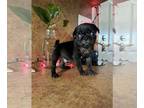 Pug PUPPY FOR SALE ADN-845897 - PUG PUPPY