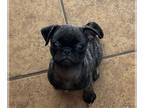 Pug PUPPY FOR SALE ADN-845896 - NUGGET THE PUG
